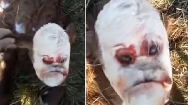 Bezerro nasce com 'face humana' na Argentina